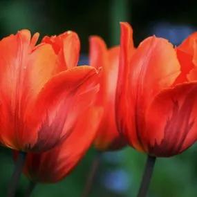 Hermitage Tulip (Tulipa Hermitage) Img 1